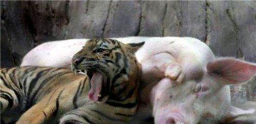 四虎视频下载成人,揭秘成人娱乐产业背后的秘密