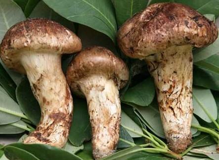 中日韩吃松茸视频播放,视频播放量爆表！